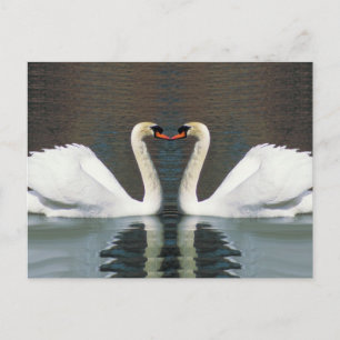 Swan Heart postcards