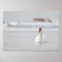 Swan in a frozen sea landscape poster