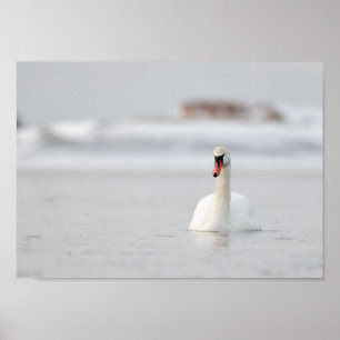 Swan in a frozen sea landscape poster