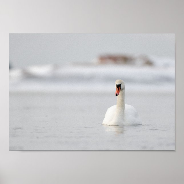 Swan in a frozen sea landscape poster (Front)