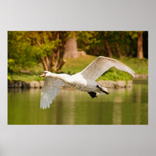 Swan In Flight Poster