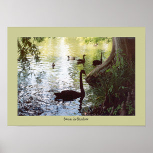 Swan in Shadow Poster