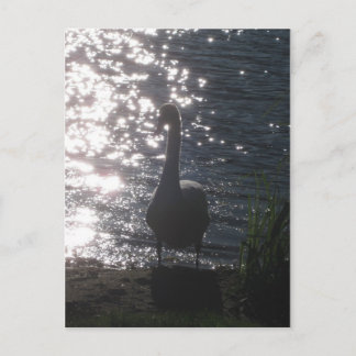 Swan in the evening light Postcard
