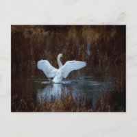 Swan in the morning bath