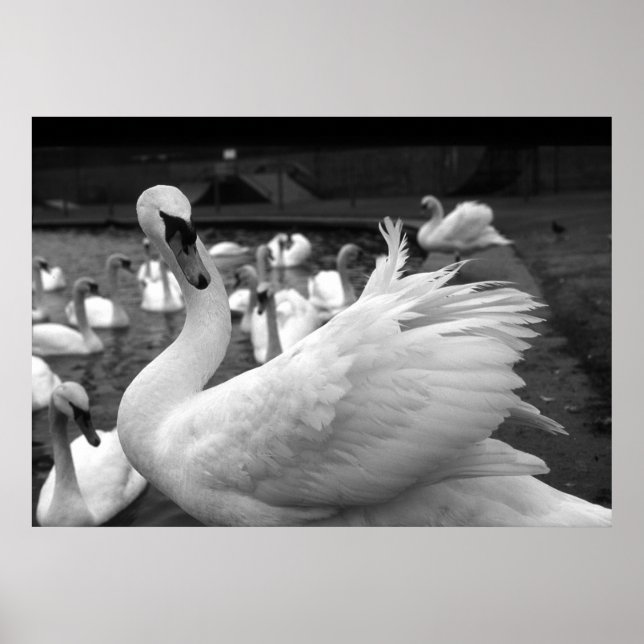 Swan in the park at Barry Island Poster (Front)