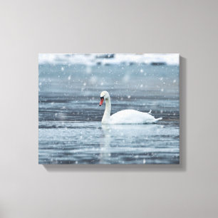 Swan in the snowing winter conditions canvas print