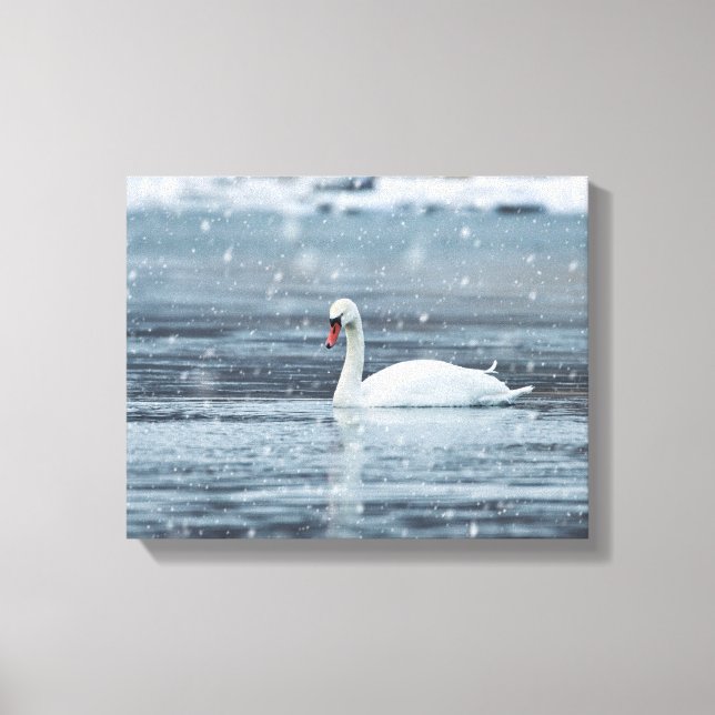 Swan in the snowing winter conditions canvas print (Front)