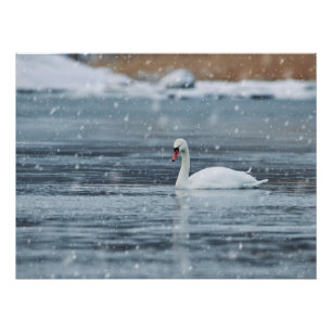 Swan in the snowing winter conditions poster