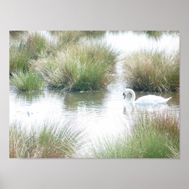Swan In Wetlands Poster (Front)