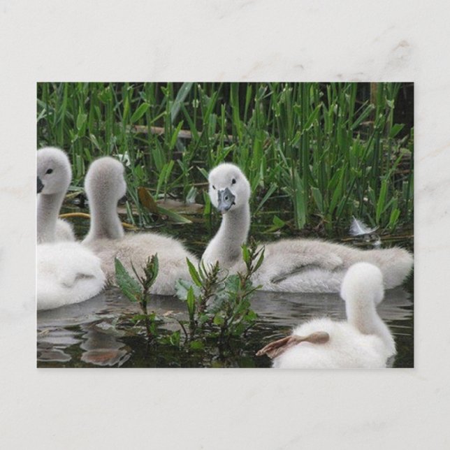 Swan in Wonder.jpg Postcard (Front)