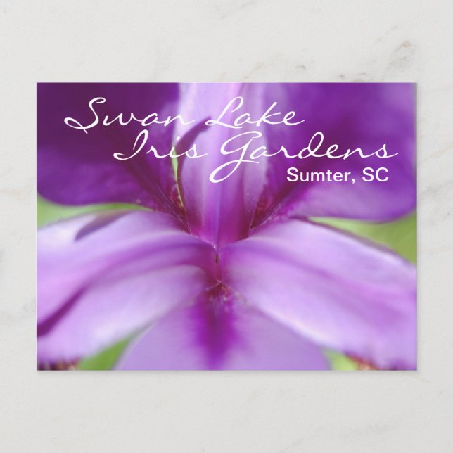 Swan Lake-Iris Gardens Postcard (Front)