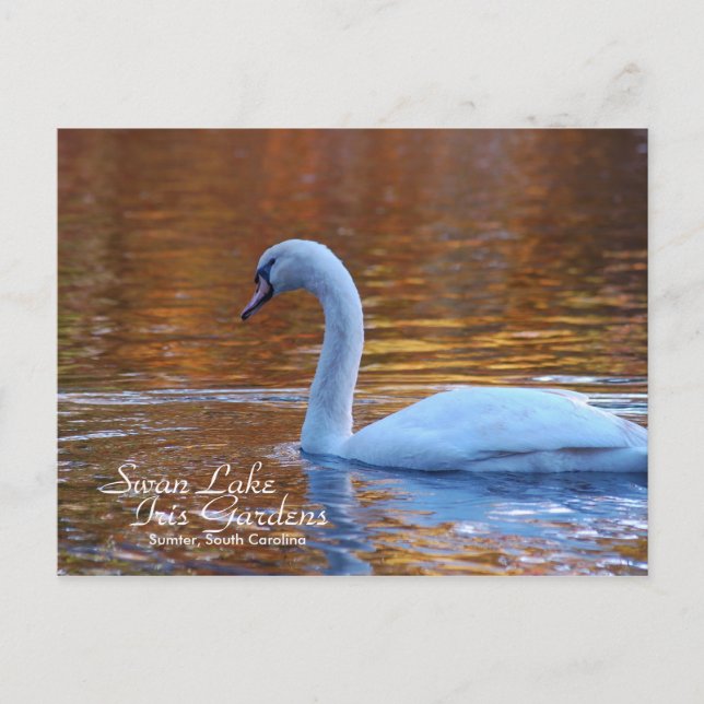 Swan Lake Iris Gardens Postcard (Front)