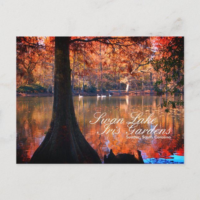 Swan Lake Iris Gardens Postcard (Front)