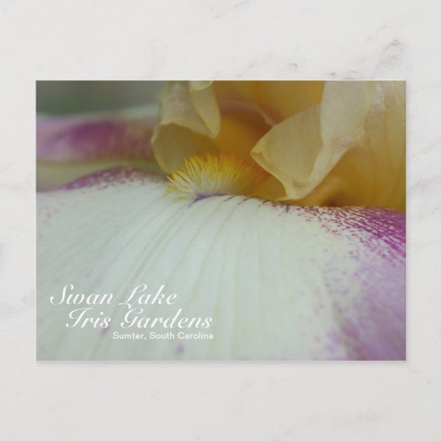 Swan Lake Iris Gardens Postcard (Front)