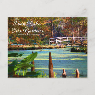 Swan Lake Iris Gardens, Sumter, South Carolina Postcard