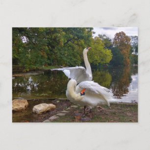 Swan lake postcard