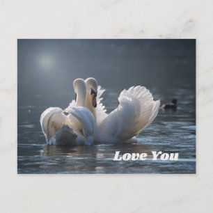 Swan-Love- Postcard