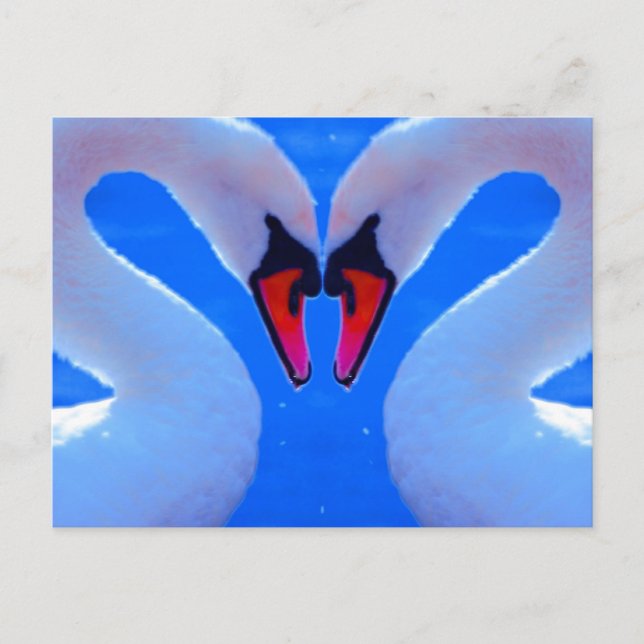 Swan Love, Romantic Heart Shaped Necks Postcard (Front)