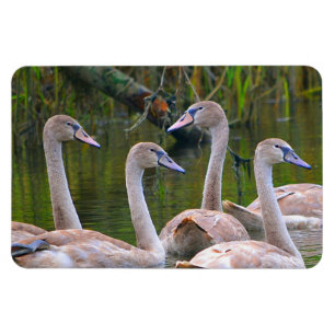 Swan Magnet