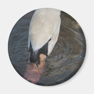 Swan Magnet