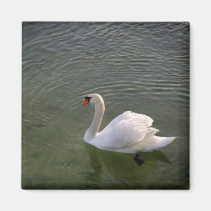 Swan Magnet