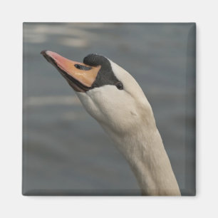 Swan Magnet
