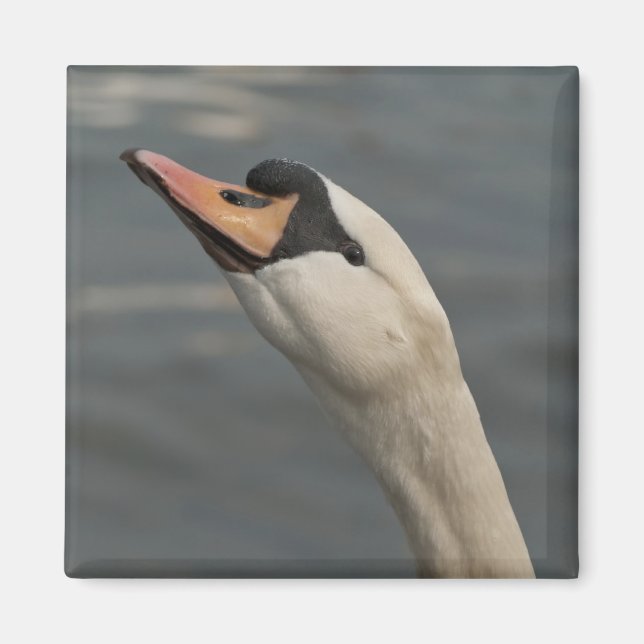 Swan Magnet (Front)