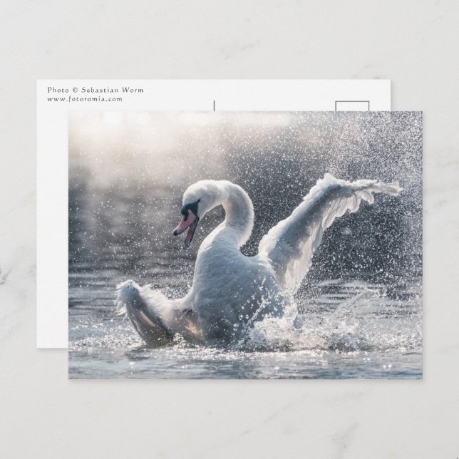 Swan Nature Photo Card (Front/Back)