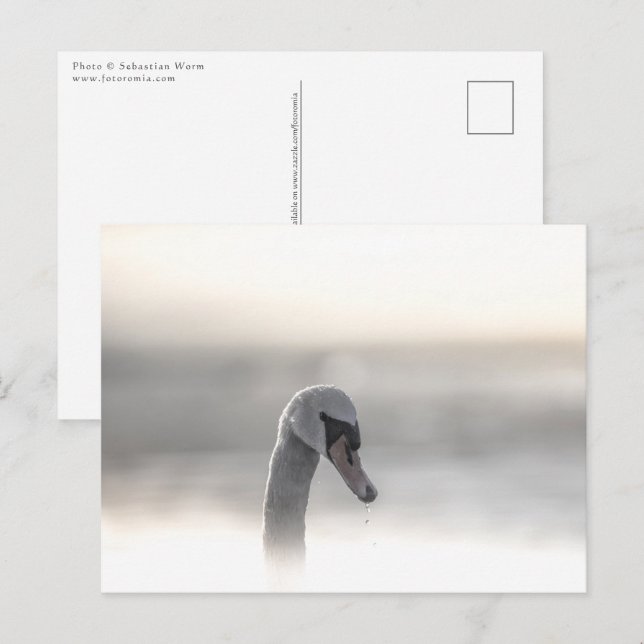 Swan Nature Photo Postcard (Front/Back)