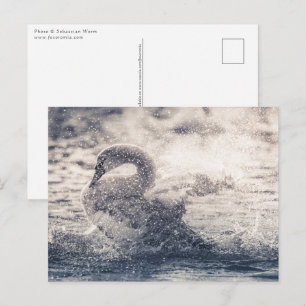 Swan Nature Photo Postcard
