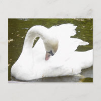 Swan of the Lake
