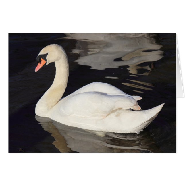 Swan on a Lake (Front Horizontal)
