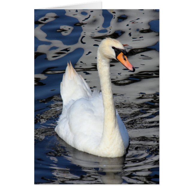 Swan on a Lake (Front)