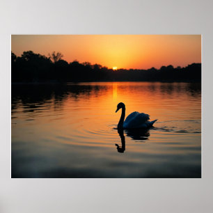Swan on a Lake, picturesque photograph, Poster