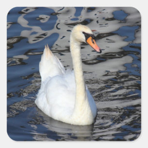 Swan on a Lake Square Sticker