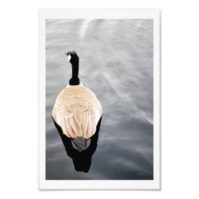 Swan on Lake Colour Poster Photo (Front)