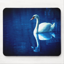 Swan on Lake