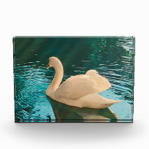 Swan on Pond
