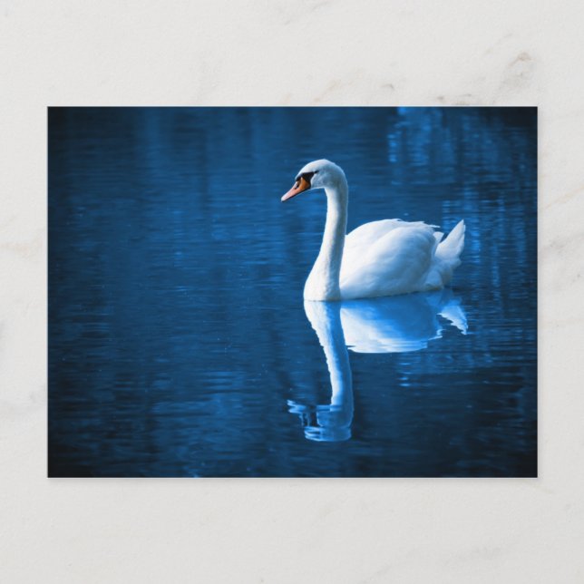Swan on River Postcard (Front)