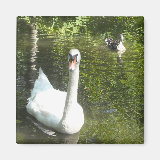 Swan on the Pond Magnet (Front)