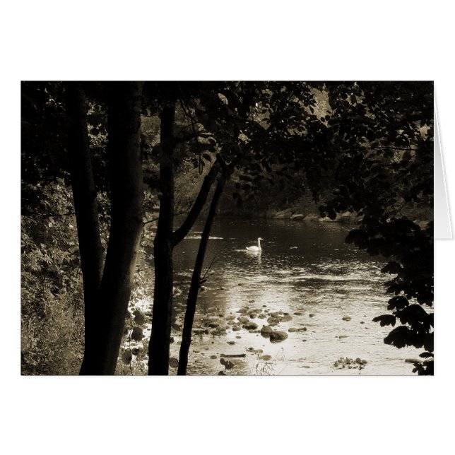 Swan on the River (Front Horizontal)