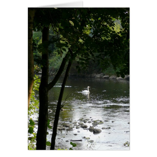 Swan on the River II Vertical (Front)