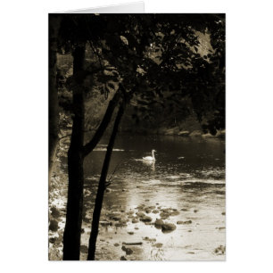 Swan on the River - Vertical.