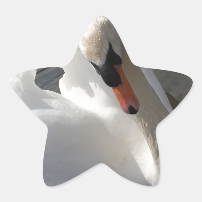 Swan Posing Star Sticker (Front)