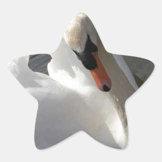 Swan Posing Star Sticker