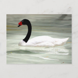 Swan post card