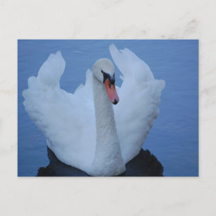 Swan Postcard