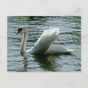 Swan Postcard