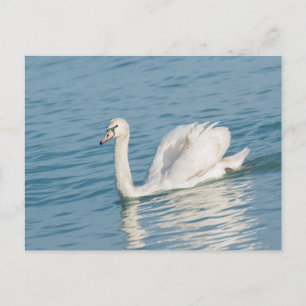 Swan Postcard