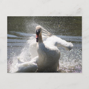 Swan Postcard